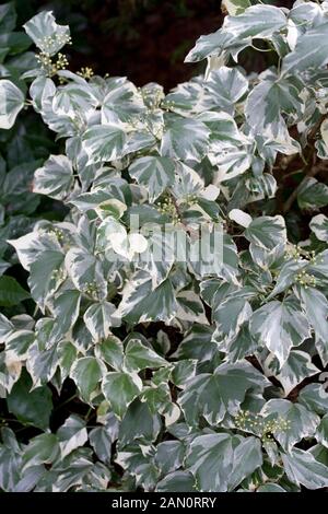 HEDERA HELIX 'GLACIER' Stock Photo