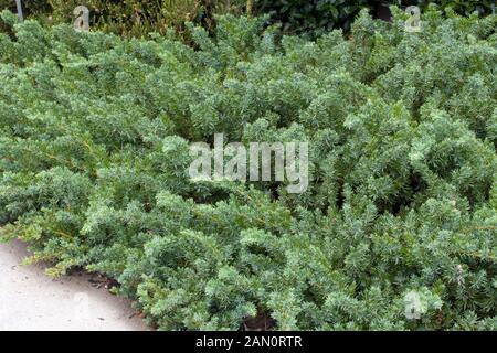 JUNIPERUS CONFERTA 'EMERALD SEA' Stock Photo