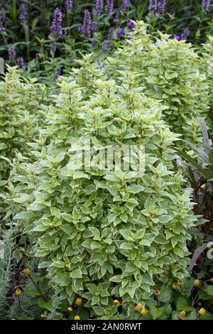 Basil pesto perpetuo hi res stock photography and images Alamy