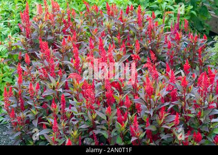 CELOSIA NEW LOOK RED Stock Photo