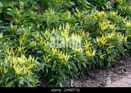 CAPSICUM ANNUUM CHILLY CHILI Stock Photo