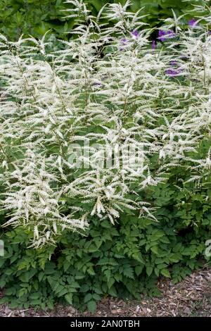 ARUNCUS AETHUSIFOLIUS DWARF Stock Photo