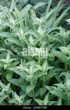 MENTHA LONGIFOLIA HORSEMINT Stock Photo