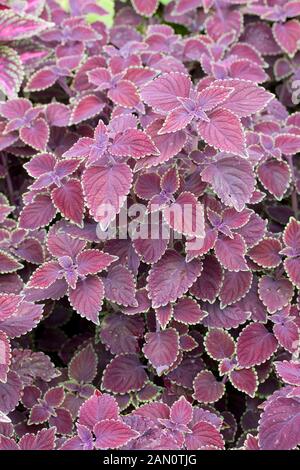 COLEUS 'GARNET ROBE' Stock Photo