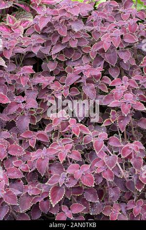 COLEUS 'GARNET ROBE' Stock Photo