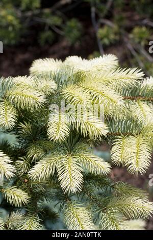 PICEA PUNGENS SPRING GHOST Stock Photo