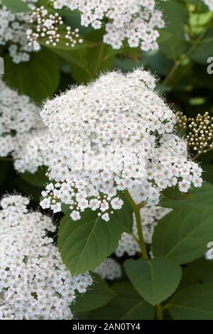 SPIRAEA X MEDIA SNOW STORM Stock Photo