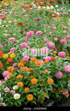 ZINNIA ELEGANS MIX PLANTING Stock Photo