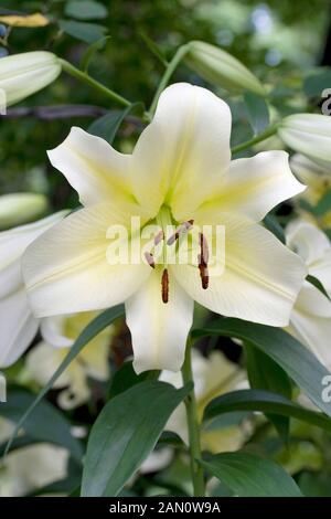 LILIUM GOLDEN STARGAZER. LILY Stock Photo - Alamy