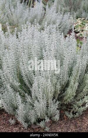 LAVANDULA STOECHAS 'SILVER ANOUK' Stock Photo