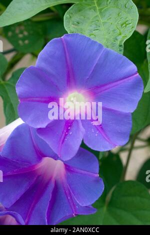 Blue morning glory Ipomoea violacea, Bavaria, Germany, Europe Stock ...