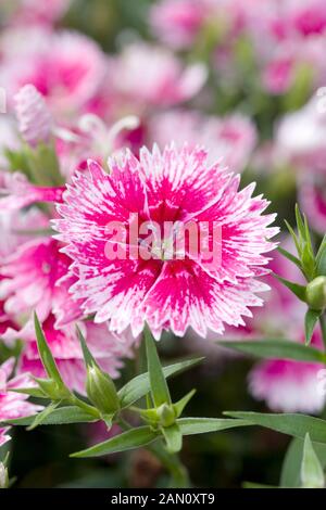 DIANTHUS IDEAL SELECT WHITEFIRE Stock Photo