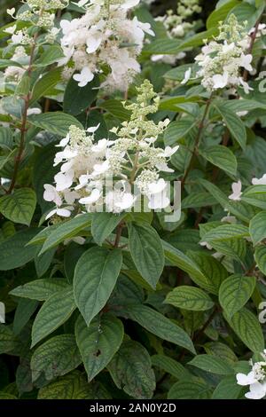 HYDRANGEA PANICULATA 'BRUSSELS LACE' Stock Photo - Alamy