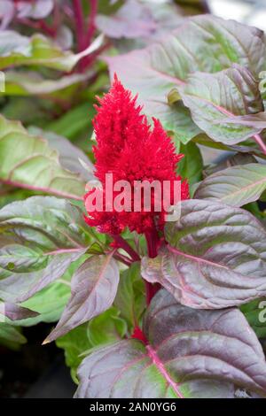 Red Celosia 'Smart Look Red' Stock Photo - Alamy