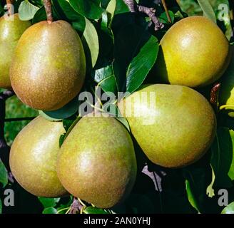 PYRUS COMMUNIS 'BEURRE HARDY'  (PEAR 'BEURRE HARDY') Stock Photo