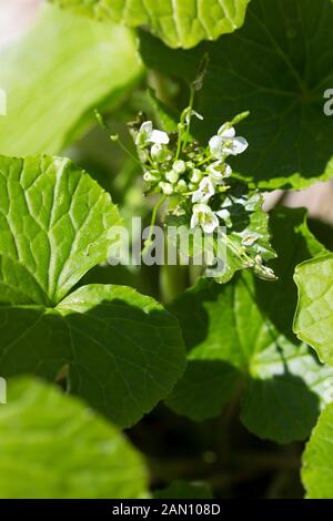 WASABIA JAPONICA   (WASABI) Stock Photo