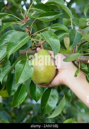 PICKING PEARS Stock Photo