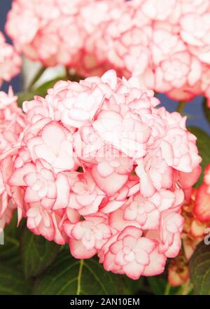 HYDRANGEA MACROPHYLLA 'MISS SAORI'  (RHS PLANT OF THE YEAR 2014) Stock Photo