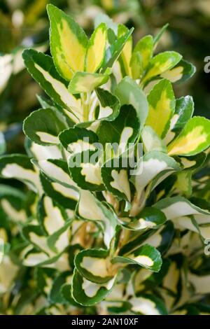 EUONYMUS JAPONICUS 'GOLDEN MAIDEN' Stock Photo