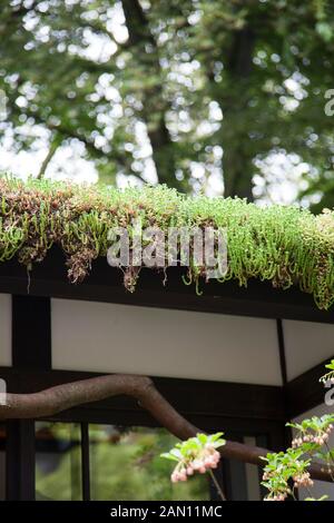 Kazuyuki Ishihara a gold medal winner for best artisan garden at the Stock Photo: 56741658 - Alamy on Ishihara Kazuyuki
 id=69017