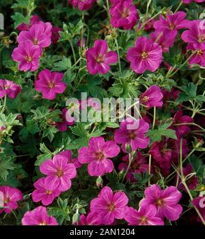 Geranium flowers (Geranium x riversleaianum 'Russell Prichard' Stock ...