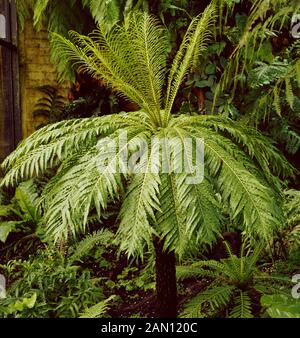 BLECHNUM GIBBUM  (SILVER LADY DWARF TREE FERN) Stock Photo