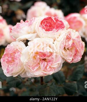 ROSA 'ENGLISH MISS'  (ROSE 'ENGLISH MISS') Stock Photo