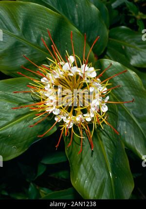 HEDYCHIUM ELLIPTICUM Stock Photo