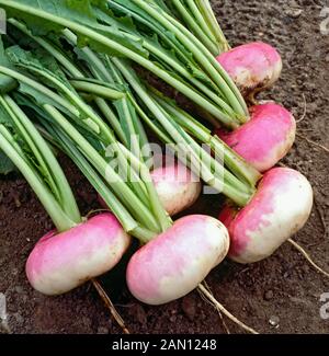 BRASSICA RAPA 'PURPLE TOP MILAN'  (TURNIP 'PURPLE TOP MILAN') Stock Photo