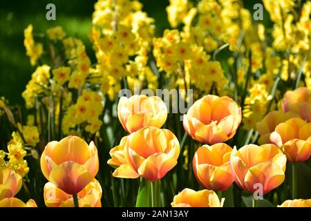 Narcissus poeticus yellow and orange Tulipa gesneriana blooming in Keukenhof gardens Stock Photo