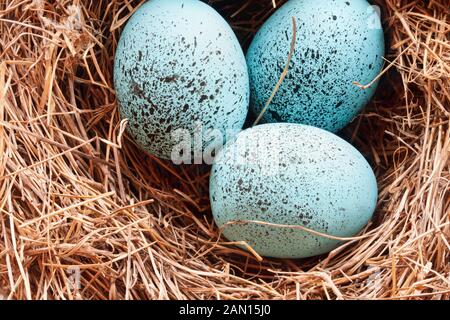 Macro of speckled Robin blue songbird eggs in a real birds nest. Stock Photo