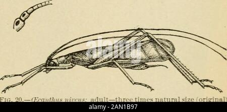 Report on miscellaneous cotton insects in Texas . spring and the young feed upon plant lice. Thehabits of the nymph- have been well described by Prof. C. O. Hough-ton. and our observations confirm his statement- regarding the foodhabits, except that we have observed the adults to feed somewhatupon the tender portions of the foliage. The young become fullgrown by the middle or latter part of June in Texas, whereas inDelaware they did not mature until July 25. In the North there isbut one generation a year, but there seems to be good evidence thattwo generations occur in Texas. Two females were Stock Photo