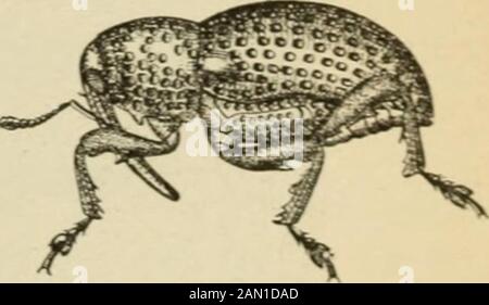 Report on miscellaneous cotton insects in Texas . ct on Held crops, which fortunately, however,are not often attacked. THE COWPEA-POD WEEVIL.i Ckalcodermus seneus Boh. Figs. 16 arid 17. This weevil was frequently sent to us, being mistaken for the bollweevil. In several instances, however, it was stated that it was doing-noticeable damage to young cotton, as hasalready been reported by Doctor Chitten-den/ Subsequent to his report, in May.L904, serious injury was done by the speciesin Georgia. As it was impossible to investi-gate the cases in Texas, the following ac- ,, = • H&lt;;. 16.—Chalcode Stock Photo