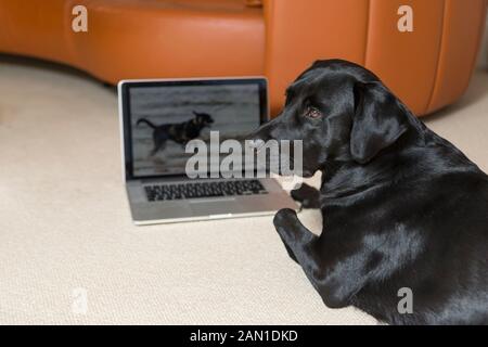 Dog with laptop computer Stock Photo