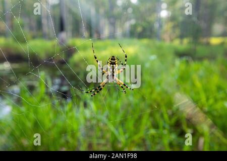 Spider on web in woods Stock Photo