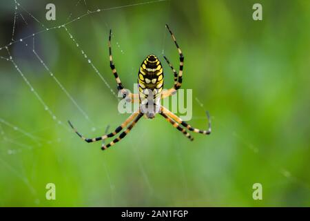 Spider on web in woods Stock Photo