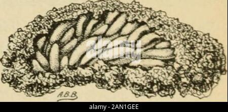 Report on miscellaneous cotton insects in Texas . more nearlygrown. All of the vegetation around the edges of the fields wastherefore poisoned with Paris green or green arsenoid. Inthe poison was mixed with flour, whichmade it more adhesive. Over the fields,both those which had been plowed andthose wherein the hoppers were feeding,poisoned bran mash was distributed. 1pound of Paris green being mixed with 25pounds of bran. This treatment provedexceedingly effective. Five days later, when again visited, the greatmajority of the hoppers were found dead among the weeds whichhad been thoroughly poi Stock Photo