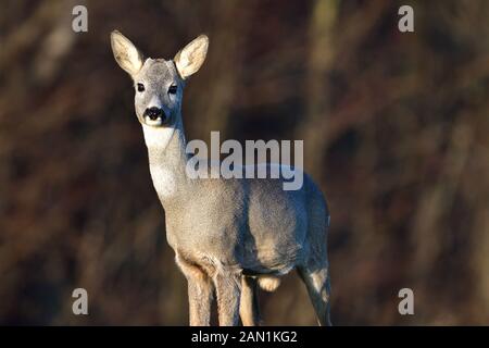 Young roe deer with without antler watching on the enemy on meadow Stock Photo