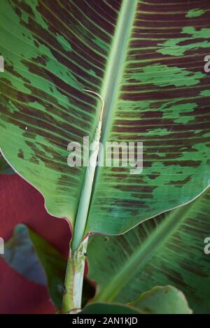 textured leaves of Musa acuminata var. zebrina Stock Photo