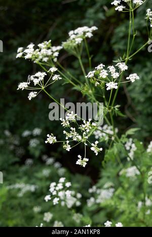 white flowers and fresh leaves of Myrrhis odorata Stock Photo