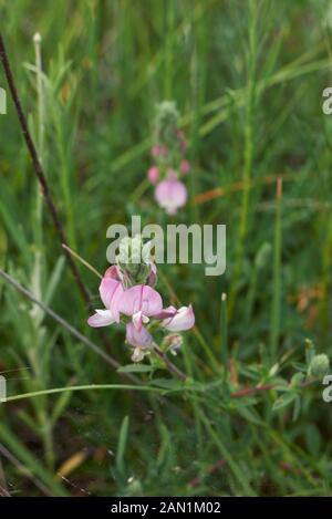 pink flowers of Ononis repens Stock Photo