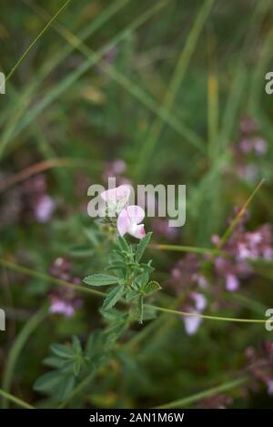 pink flowers of Ononis repens Stock Photo