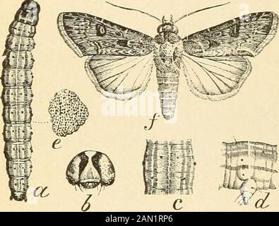 Report on miscellaneous cotton insects in Texas . T is a southern species. The caterpillars of this species are parasitized by Glyptapantelesmilitaris Walsh and Meteorus vulgaris Cress.. Fig. 2. —Feltia malefida: a, larva; /, moth-natural size (after Riley). THE VARIEGATED CUTWORM. (Peridroma savcia Hbn. Fig. 3.) This species prefers garden vegetables for food, but it has been takenupon corn and doubtless occasionally attacks cotton. It has beenfully discussed by Doctor Chittenden/ and the following brief sum- «1884: Kept, Coram, of Agric. f. 1884, pp. 292-293. b 1890: Insect Life, Vol. II, p. Stock Photo