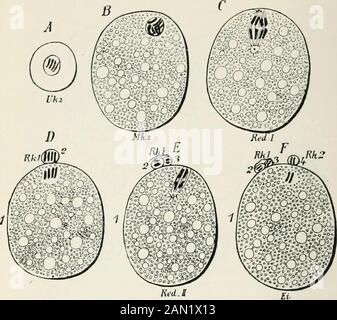 Alternating generations; a biological study of oak galls and gall flies . RedB Fig. I. Diagram of the formation of spermatozoa in Ascaris 7)iegalo(ephala,var. bivaletis. (Modified from O. Hertwig.) A. Primitive sperm-cells.B. Sperm-mother-cells. C. First nuclear division. D. The twodaughter-cells, or spermatocytes. E. Second reducing division.F. The four grand-daughter cells, the sperm-cells, or spermatides, eachbecoming a spermatozoon. To/ace p. xxviii.. Red.i Fig. II. Diagram of the formation of ova in Ascaris megalocephala, var.bivalens. A. The primitive germ-cell. B. Fully (leveloped germ-