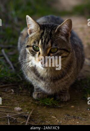wild cat looking forward, green eyes Stock Photo