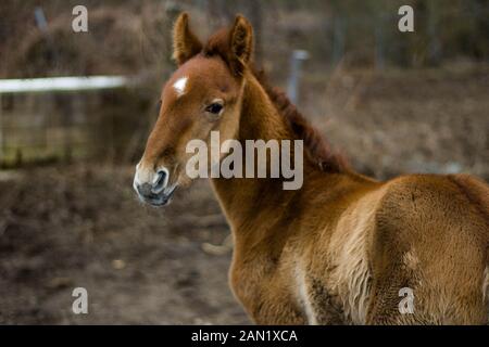 baby horse on his back looking at camera Stock Photo