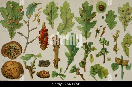 Alternating generations; a biological study of oak galls and gall flies . UC SOUTHERN REGIONAL LIBRARY FACILITV A 000 651 357 6 la U]. (JujL GaU^ &gt;7/,,v West, Newmaai CJhrcuno. U.ncvtrrsi.ty Presft Oxfotyi- Alternating Generations A Biological Study ofOak Galls and Gall Flies 7 ^ / By Hermann Adler^ M.D.Schleswig TRANSLATED AND EDITED HYCHARLES R. STRATON F.R.C.S. Ed., F.E.S. WITH ILLUSTRATIONS Oxford AT THE CLARENDON PRESS 1894 VKINTEIJ AT THE CLARENDON PRESSBY HORACE HART, PRINTER TO THK VNIVERSITY EDITORS PREFACE While pursuing the study of galls as a branch ofcomparative pathology, I wa
