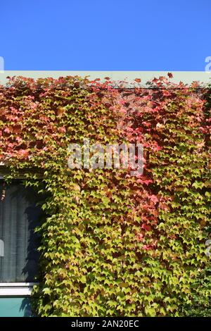 Autumn Ivy On The Side Of A Building Stock Photo