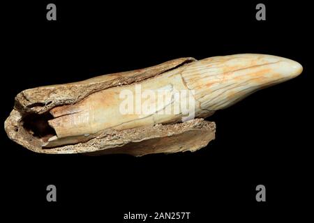 Fang of a cave bear (Ursus spelaeus), Quaternary, Upper Pleistocene, ca. 35,000 to 50,000 years, Germany Stock Photo