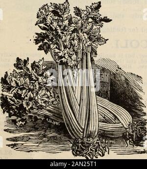 R & J Farquhar & Co's catalogue 1894 : reliable tested seeds plants bulbs fertilizers tools etc. . EDMANDS EAELY BEBT.. Stock Photo